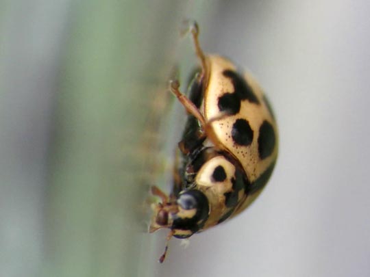 Sechzehnpunkt-Marienkäfer, Tytthaspis sedecimpunctata