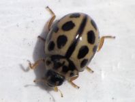Sechzehnpunkt-Marienkäfer, Tytthaspis sedecimpunctata