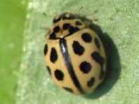 Sechzehnpunkt-Marienkäfer, Tytthaspis sedecimpunctata
