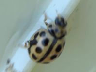 Sechzehnpunkt-Marienkäfer, Tytthaspis sedecimpunctata