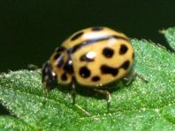 Sechzehnpunkt-Marienkäfer, Tytthaspis sedecimpunctata