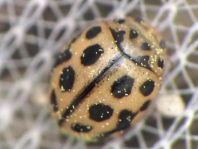 Sechzehnpunkt-Marienkäfer, Tytthaspis sedecimpunctata