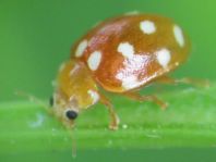 Vibidia duodecimguttata