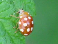 Vibidia duodecimguttata