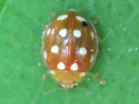 Vibidia duodecimguttata