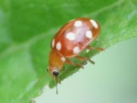 Vibidia duodecimguttata