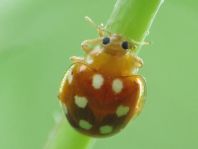 Vibidia duodecimguttata