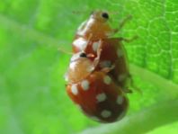 Vibidia duodecimguttata