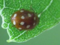 Vibidia duodecimguttata