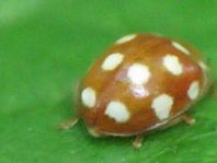 Vibidia duodecimguttata