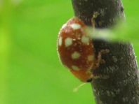 Vibidia duodecimguttata