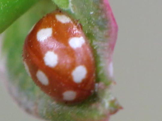 Vibidia duodecimguttata