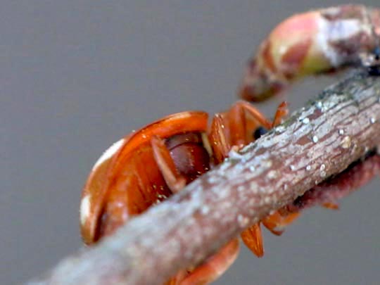 Vibidia duodecimguttata