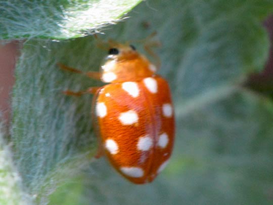 Vibidia duodecimguttata