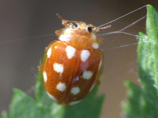 Vibidia duodecimguttata