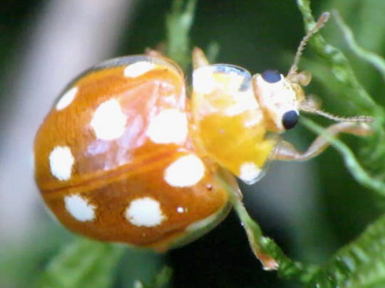 Vibidia duodecimguttata
