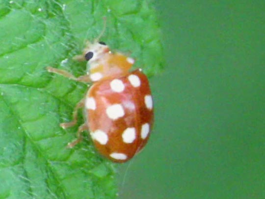 Vibidia duodecimguttata
