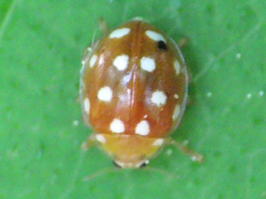 Vibidia duodecimguttata