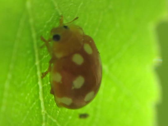 Vibidia duodecimguttata