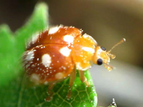 Vibidia duodecimguttata