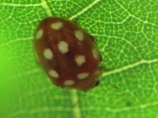 Vibidia duodecimguttata