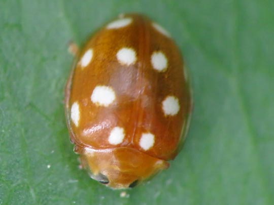 Vibidia duodecimguttata