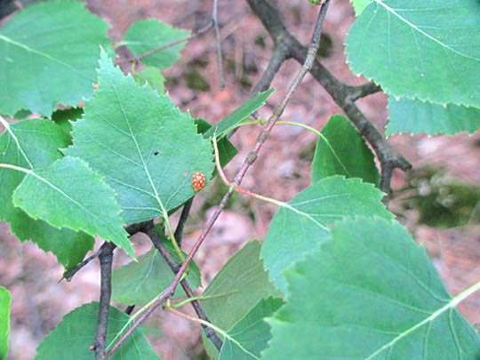 Vibidia duodecimguttata