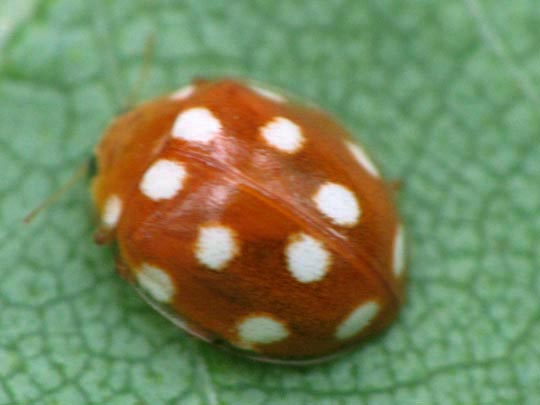 Vibidia duodecimguttata