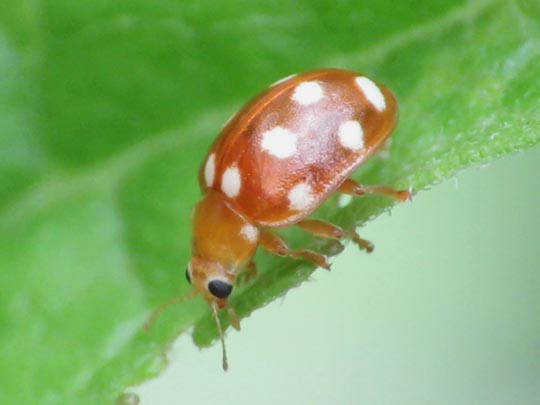 Vibidia duodecimguttata