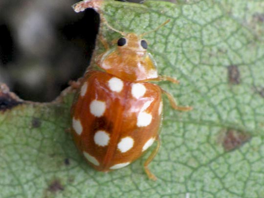 Vibidia duodecimguttata