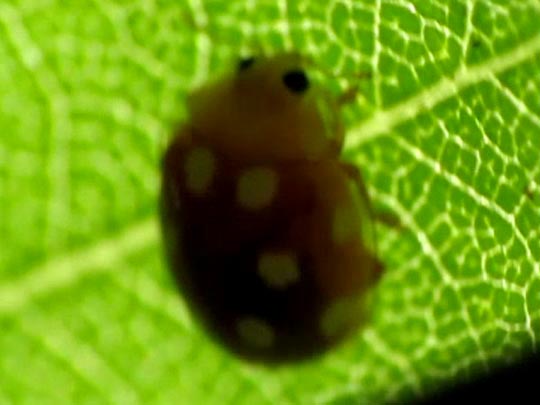Vibidia duodecimguttata
