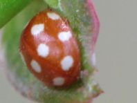 Vibidia duodecimguttata