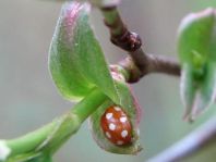 Vibidia duodecimguttata