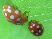 Vibidia duodecimguttata