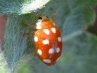Vibidia duodecimguttata