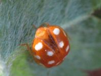 Vibidia duodecimguttata