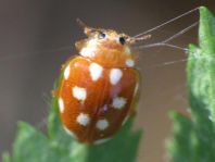Vibidia duodecimguttata
