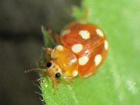 Vibidia duodecimguttata