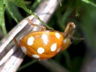 Vibidia duodecimguttata