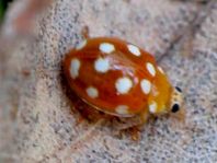 Vibidia duodecimguttata