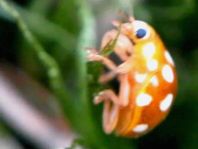 Vibidia duodecimguttata