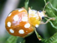 Vibidia duodecimguttata