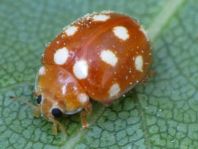 Vibidia duodecimguttata