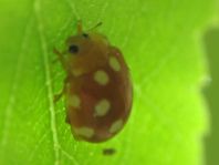 Vibidia duodecimguttata