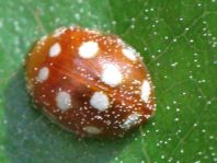 Vibidia duodecimguttata