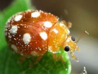 Vibidia duodecimguttata
