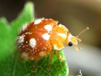 Vibidia duodecimguttata