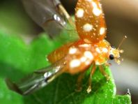 Vibidia duodecimguttata