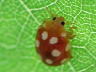Vibidia duodecimguttata