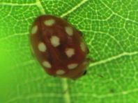 Vibidia duodecimguttata